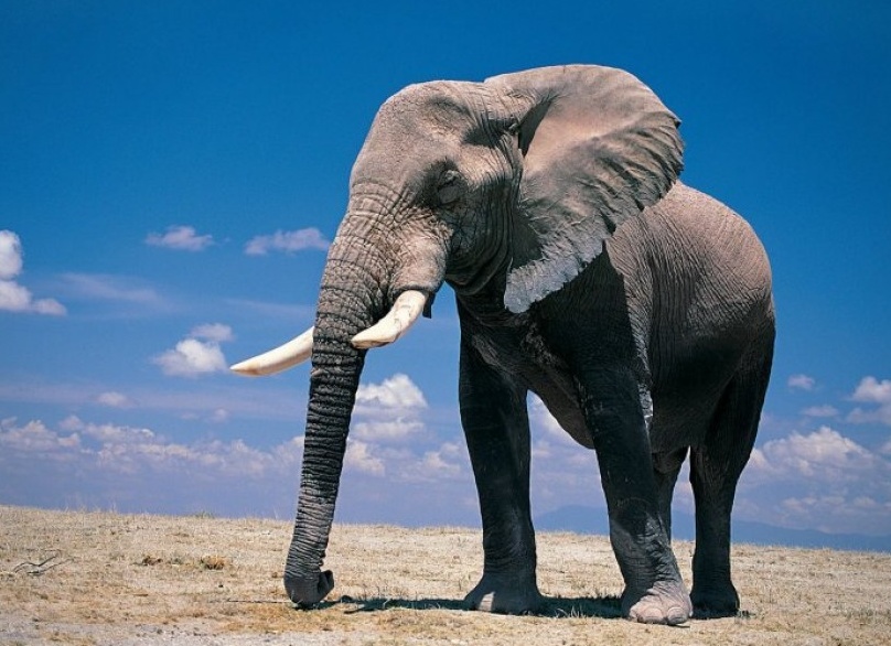 9 слов с неожиданным происхождением